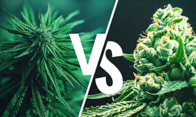 Quelle différence entre cannabis indica et sativa ?