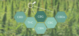 differences-entre-cbd-cbg-cbn-2