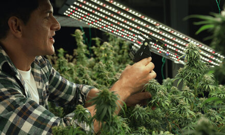 Cbd.fr la ferme du CBD leader en France