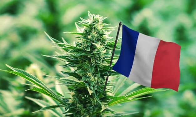 Annulation de l’arrêté interdisant la vente des fleurs CBD et feuilles de cannabis sans propriétés stupéfiantes