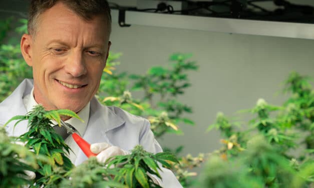 Plus qu’une ferme du CBD, pourquoi CBD.fr est la référence sur le marché du CBD ?