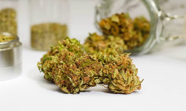 Les meilleures fleurs de CBD pas cher en 2023