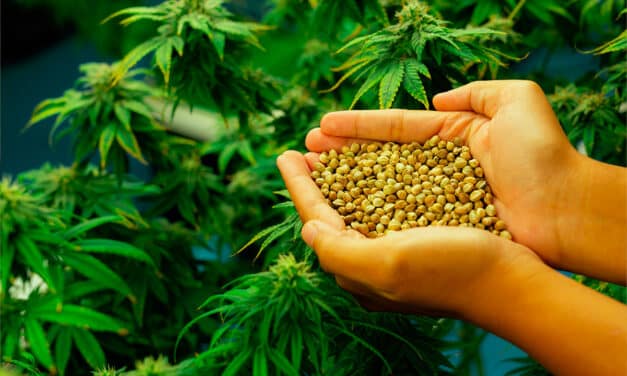 Quelle est la meilleure banque de graine de cannabis de France ?
