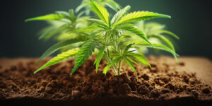 culture-cannabis-substrat-coco