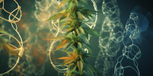 mutation-genetique-cannabis