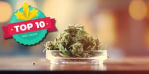 top-10-fleur-cbd-pas-chere