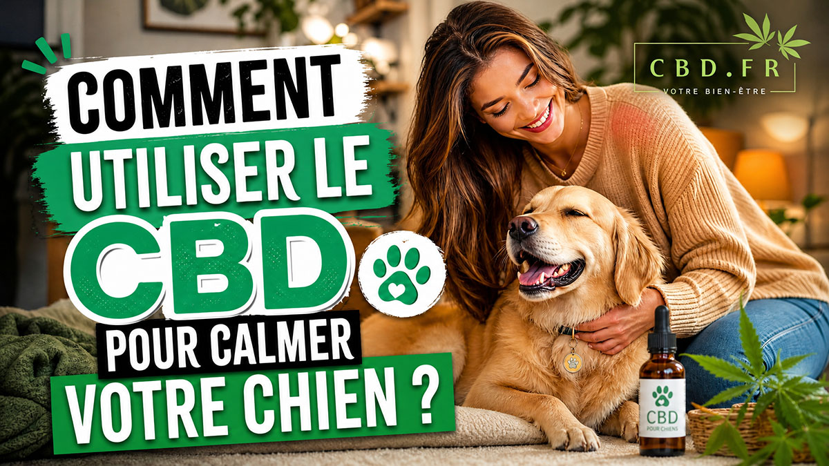 comment-utiliser-cbd-pour-chien