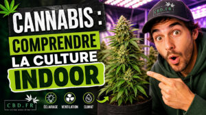 culture-cannabis-indoor