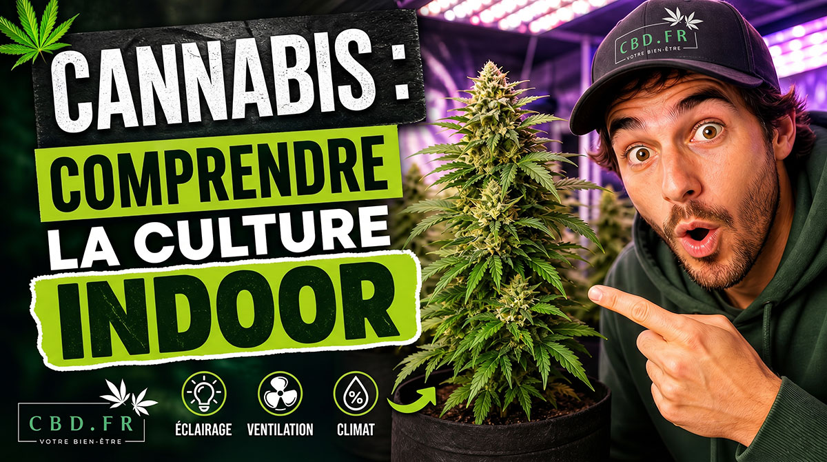 culture-cannabis-indoor
