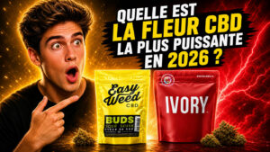 fleur-puissante-cbd-2026