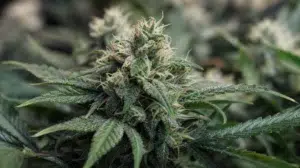 Autofloraison CBD