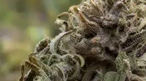 Pourriture grise fleurs de CBD
