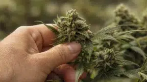 Fleur CBD Forte