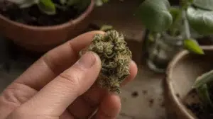 Fleur CBD high effect