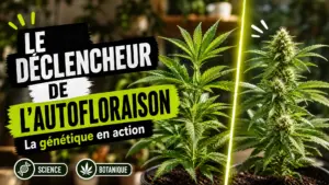 Deux plants de chanvre comparables présentent des stades différents, dont l’un montre déjà ses premières fleurs sous la même lumière.