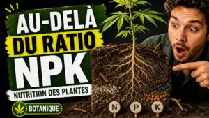 Un plant de chanvre sain révèle ses racines dans une coupe de sol riche, avec trois repères discrets associés à l’azote, au phosphore et au potassium.