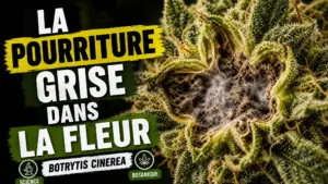 Vue macro d’une fleur de chanvre dont le cœur révèle une texture grise de botrytis sous une surface encore intacte.
