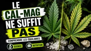 Deux feuilles de chanvre, l’une d’un vert uniforme et l’autre jaunie entre les nervures, illustrent les limites d’un équilibre minéral simplifié.