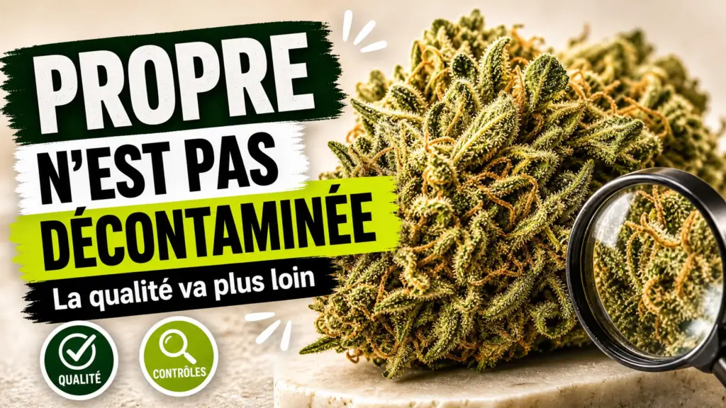 Gros plan éditorial sur une fleur de chanvre détaillée posée sur une surface claire, avec une loupe à ses côtés.