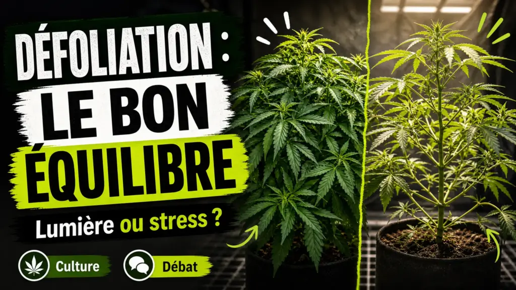 Deux plants de chanvre aux feuillages plus ou moins denses illustrent l’équilibre entre lumière, aération et stress végétal.