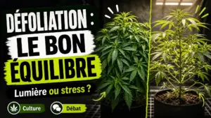 Deux plants de chanvre aux feuillages plus ou moins denses illustrent l’équilibre entre lumière, aération et stress végétal.
