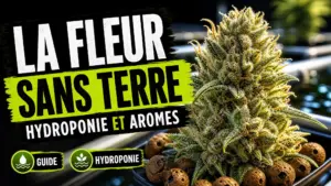 Une fleur de chanvre dense et riche en trichomes repose dans un environnement hydroponique moderne sans terre.