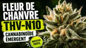 Gros plan d’une fleur de chanvre aux trichomes brillants, photographiée sur un fond sombre et élégant.