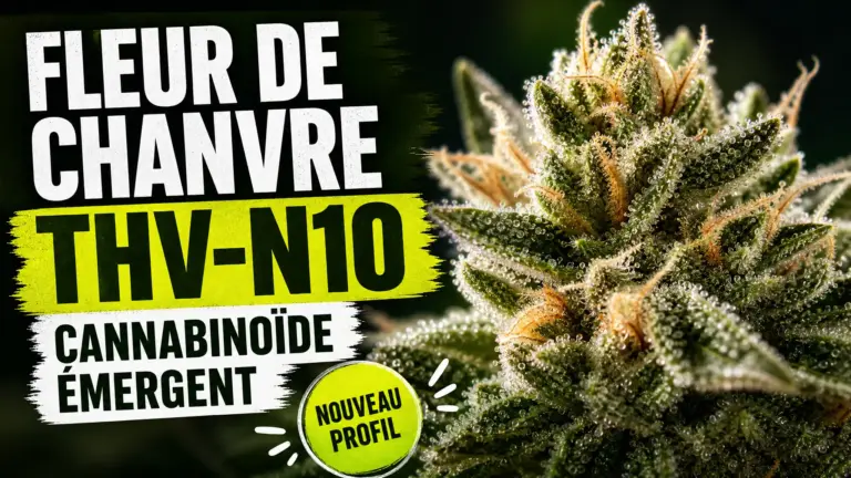 Gros plan d’une fleur de chanvre aux trichomes brillants, photographiée sur un fond sombre et élégant.