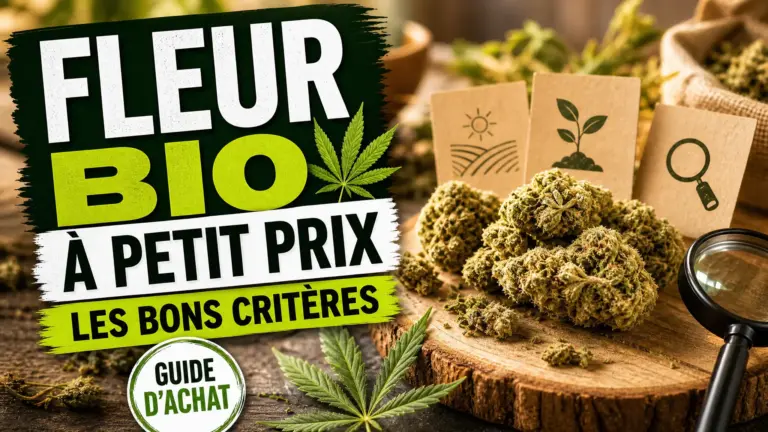 Des fleurs de chanvre aux teintes naturelles sont présentées sur une table rustique avec une loupe et des cartes d’origine.