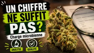 Une fleur de chanvre détaillée est présentée près d’un document d’analyse dans une mise en scène scientifique sobre.