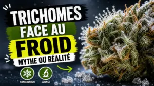 Gros plan d’une fleur de chanvre couverte de fins cristaux de givre, laissant apparaître ses trichomes translucides.