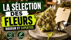 Une fleur de chanvre détaillée repose sur une surface minérale, accompagnée d’une loupe et d’une fiche de traçabilité dans un décor sobre.