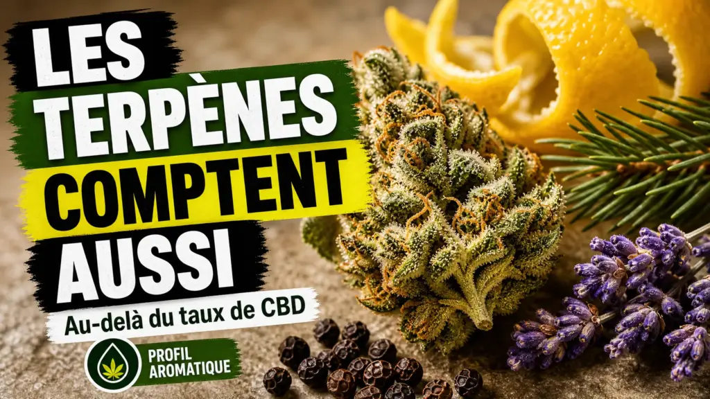 Une fleur de chanvre détaillée repose parmi des zestes de citron, des aiguilles de pin, de la lavande et des grains de poivre.