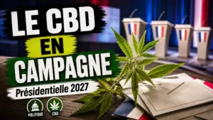 Une branche de chanvre au premier plan côtoie des documents électoraux devant une scène de débat politique en France.