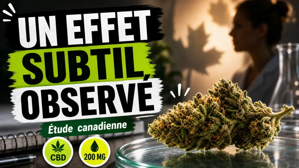 Une inflorescence de chanvre repose sur une table de recherche tandis qu’un profil humain se dessine doucement en arrière-plan.