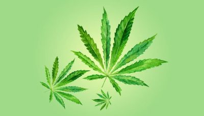 Cannabis : Douleur, Augmentation d’appétit et Désir sexuel