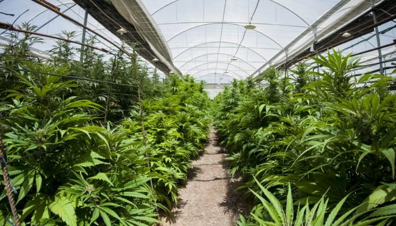 culture-greenhouse-cannabis