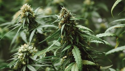 top-5-fleurs-cbd-cannabis