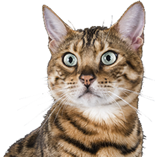 CBD pour chats