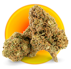 Fleur CBD puissante