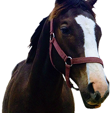 CBD pour chevaux