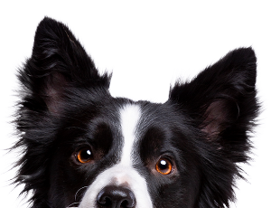 CBD pour chiens