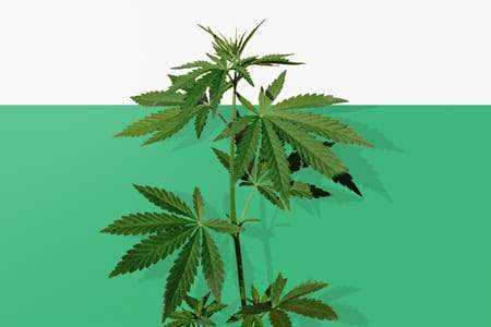 Fleur de cannabis cbd légal