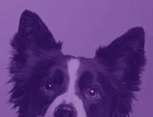 cbd pour les animaux - cbd pour chien - cbd pour chat