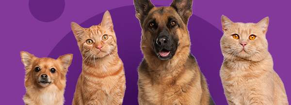 CBD pour chien et chat