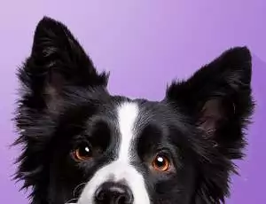 cbd pour les animaux - cbd pour chien - cbd pour chat