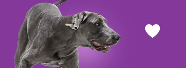 CBD pour chien et chat