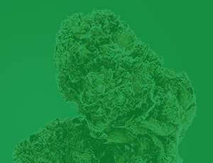 fleurs de cbd