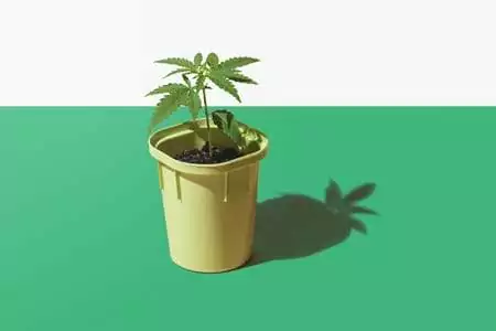 Pot de plante de CBD