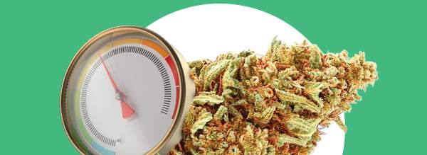 CBD pour chien et chat